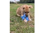 Cora, Labrador Retriever For Adoption In Summit, New Jersey