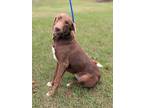Reggie, Labrador Retriever For Adoption In Summit, New Jersey