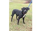 Xena, Labrador Retriever For Adoption In Summit, New Jersey