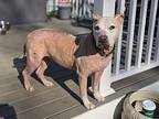 Bea, Terrier (unknown Type, Medium) For Adoption In Collegeville, Pennsylvania