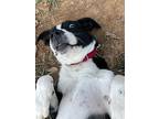 Hope, Terrier (unknown Type, Medium) For Adoption In Candler, North Carolina