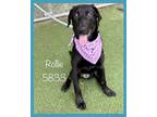 Rollie, Labrador Retriever For Adoption In Holly Springs, Georgia