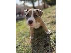 Tessa, American Staffordshire Terrier For Adoption In Henderson, Nevada