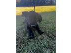 Cali, Flat-coated Retriever For Adoption In Summit, New Jersey