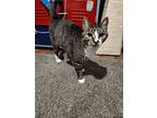 Chappell Roan, Domestic Shorthair For Adoption In Cincinnati, Ohio