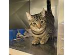 Jax #17250, Domestic Shorthair For Adoption In Monroe, Georgia