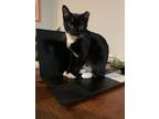 Adopt EMMY-shy/special adopter needed DOB: March/April 2022) a Black & White or