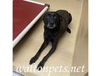 Willow #17239, Labrador Retriever For Adoption In Monroe, Georgia