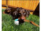 Kaiser, Doberman Pinscher For Adoption In Bothell, Washington
