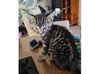 Gabriela, Domestic Shorthair For Adoption In Green Valley, Arizona