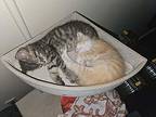Cheddar, Domestic Shorthair For Adoption In Green Valley, Arizona