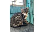 Theodore "ted" Logan, Domestic Shorthair For Adoption In Brookings, South Dakota