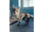 William S. Preston Esq. "bill", Domestic Shorthair For Adoption In Brookings
