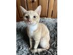 Porcini, Tabby For Adoption In Gravette, Arkansas