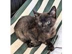 Uno, Domestic Shorthair For Adoption In Apollo, Pennsylvania