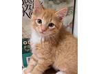 Hobbes, Tabby For Adoption In Gravette, Arkansas