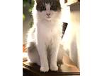 Shadow, Domestic Longhair For Adoption In Gravette, Arkansas