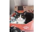 Gloves, Domestic Shorthair For Adoption In Stouffville, Ontario