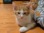 Calvin, Domestic Shorthair For Adoption In Gravette, Arkansas