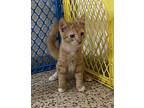 Rusty, Domestic Shorthair For Adoption In Framingham, Massachusetts