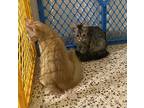 Heidi, Domestic Shorthair For Adoption In Framingham, Massachusetts