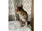 Tasha, Domestic Shorthair For Adoption In Framingham, Massachusetts