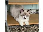Theodore, Siamese For Adoption In Framingham, Massachusetts