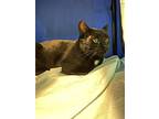Rip, Domestic Shorthair For Adoption In Ferndale, Michigan