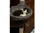 Pimpernel, Domestic Shorthair For Adoption In Ferndale, Michigan