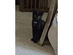 Inky, Domestic Shorthair For Adoption In Lorain, Ohio