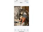 Rajah, Domestic Shorthair For Adoption In Chicago, Illinois
