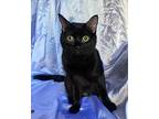 Weeble, Domestic Shorthair For Adoption In Rowland Heights, California