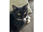 Siren, Domestic Shorthair For Adoption In San Luis Obispo, California