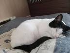 Beckett, Domestic Shorthair For Adoption In Lorain, Ohio
