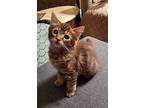 Maple, Domestic Mediumhair For Adoption In Whitehall, Pennsylvania