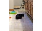 Cathryn, Domestic Shorthair For Adoption In Lorain, Ohio