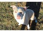 Moonlight, American Staffordshire Terrier For Adoption In Chestertown, Maryland