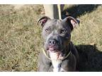 Chance, American Pit Bull Terrier For Adoption In Chestertown, Maryland