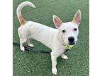 Dexter, Jack Russell Terrier For Adoption In Whitehall, Pennsylvania