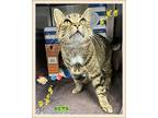 Rita, Domestic Shorthair For Adoption In Orangeville, Ontario