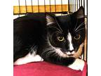 Libra, Domestic Shorthair For Adoption In Great Neck, New York