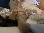 Jack, Domestic Shorthair For Adoption In Lincoln, Nebraska