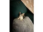 Malone, American Shorthair For Adoption In Philadelphia, Pennsylvania