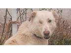 Ziba (middle East) Kp, Labrador Retriever For Adoption In Langley
