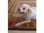 Nooshmak (mid-east) Nvs, Spitz (unknown Type, Small) For Adoption In Langley