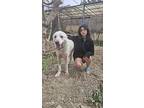Belfi (mid-east) Kp, Labrador Retriever For Adoption In Langley