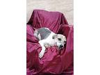 Ario (mid-east) Yo, Terrier (unknown Type, Medium) For Adoption In Langley