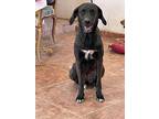 Eira (mid-east, Kt) Bond W/ Elio, Labrador Retriever For Adoption In Langley