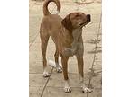 Elio (mid-east, Kt) Bond W/ Eira, Labrador Retriever For Adoption In Langley