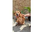 Mojo (mid-east) Nvs, Golden Retriever For Adoption In Langley, British Columbia